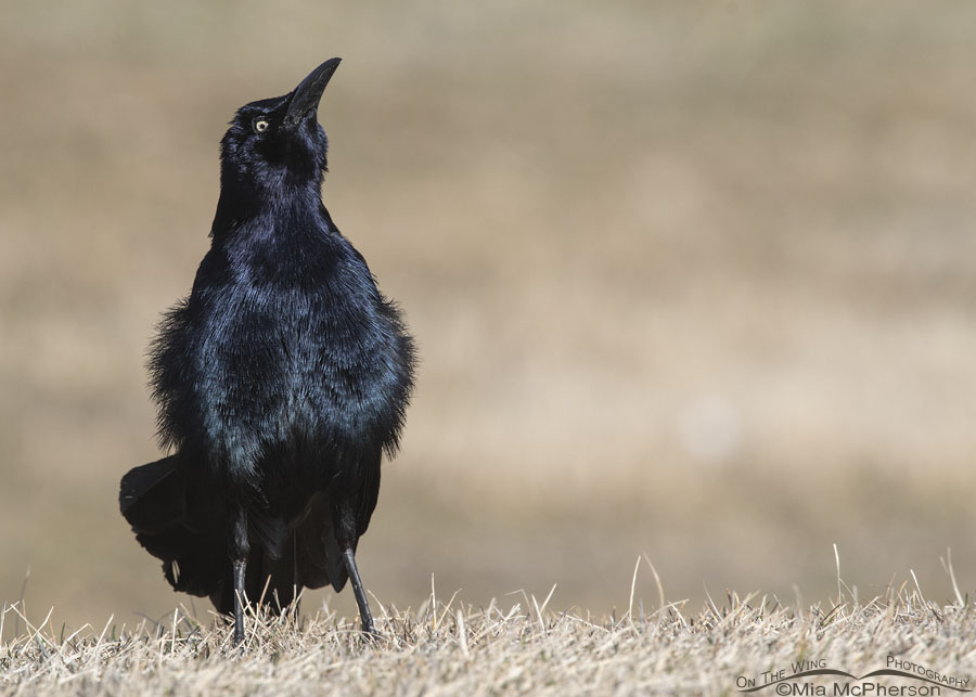 Late winter Great-tailed Grackle male displaying, Salt Lake County, Utah