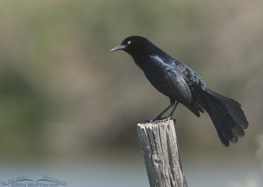 Male Great-tailed Grackle perched on an old fence post at Farmington Bay WMA in Davis County, Utah