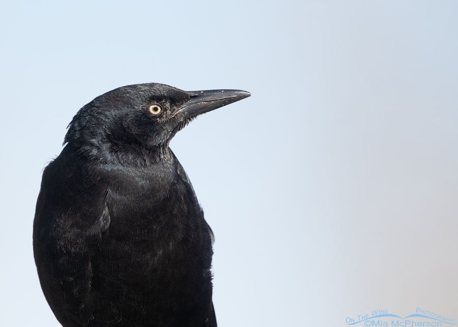Male Great-tailed Grackle portrait with sky in the background, Salt Lake County, Utah