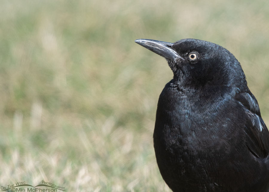 Male Great-tailed Grackle portrait with grass in the background, Salt Lake County, Utah