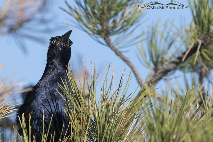 Great-tailed Grackle male in a pine close up, Salt Lake County, Utah