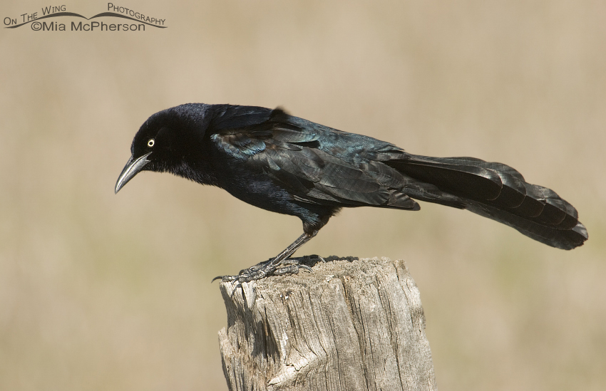 Great-tailed Grackle male perched on a fence post near a small pond in northern Utah