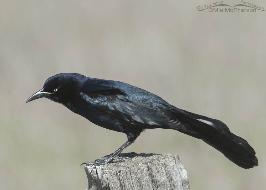 Great-tailed Grackle male on a fence post at Farmington Bay WMA, Utah