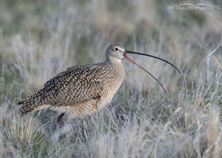Long-billed Curlew male calling in spring grasses, Antelope Island State Park, Davis County, Utah