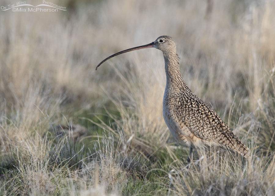 Adult male Long-billed Curlew in grasses on Antelope Island State Park, Davis County, Utah