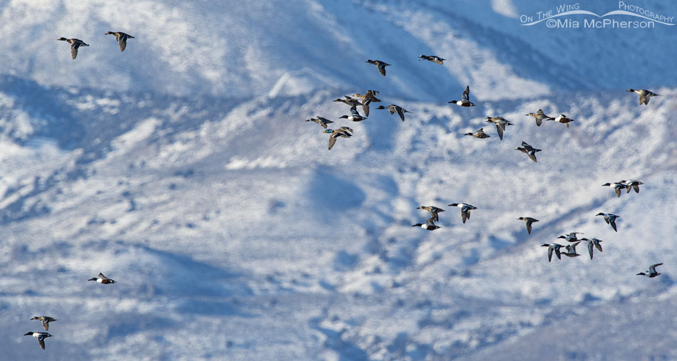 Ducks on the wing over the marsh at Bear River MBR, Box Elder County, Utah