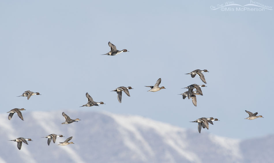 Northern Pintails in flight over the wetlands of Bear River MBR, Box Elder County, Utah
