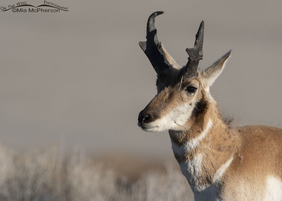 Spring buck Pronghorn close up, Antelope Island State Park, Davis County, Utah
