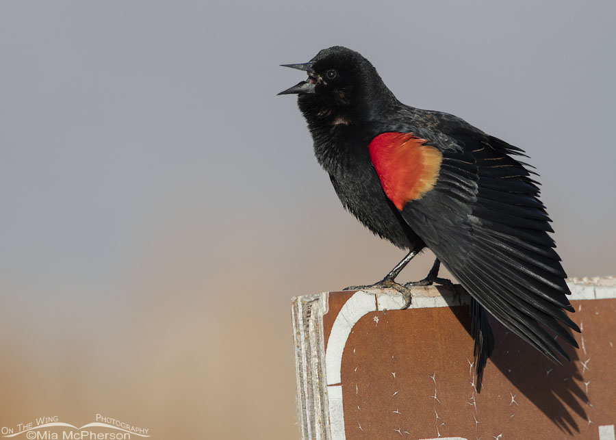 Singing male Red-winged Blackbird on a refuge sign