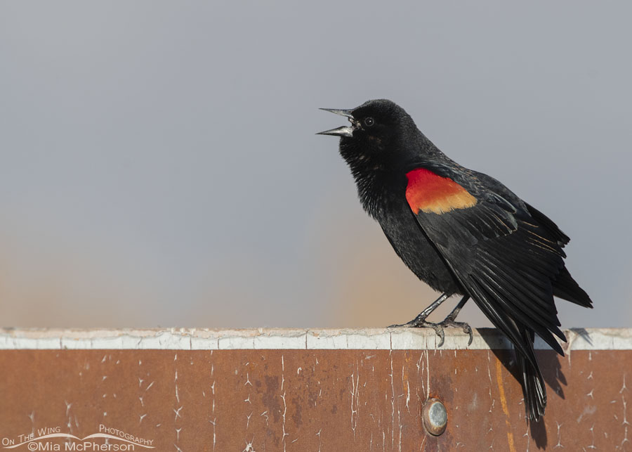 Singing male Red-winged Blackbird perched on a sign, Bear River Migratory Bird Refuge, Box Elder County, Utah