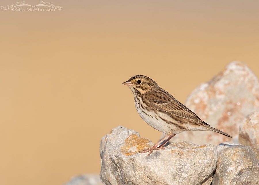 Savannah Sparrow in early morning light, Farmington Bay WMA, Davis County, Utah