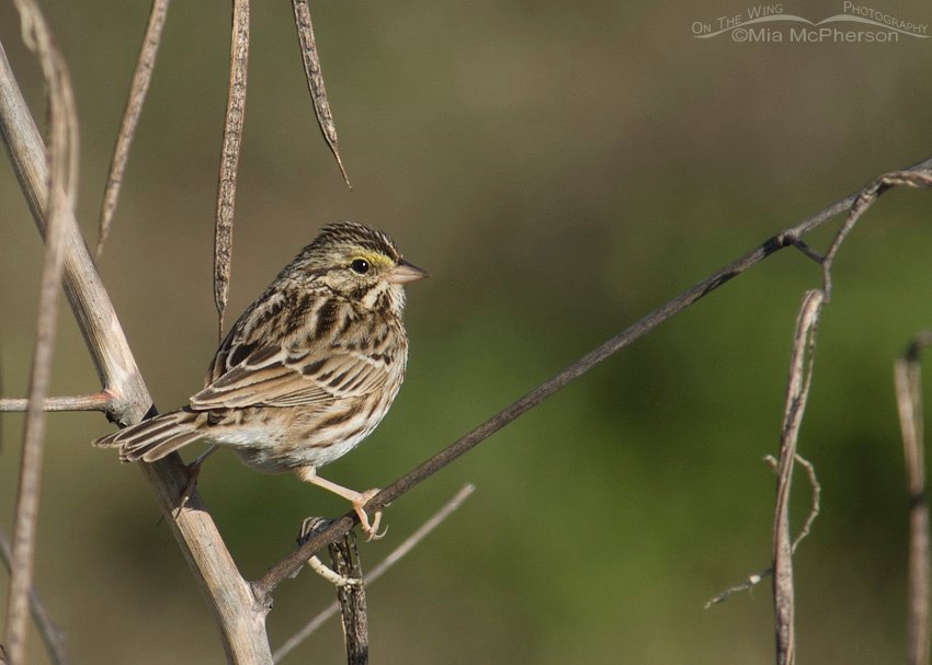 Savannah Sparrow with green background, Celery Fields, Sarasota County, Florida