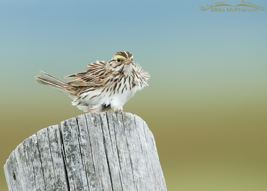 Fluffed up Savannah Sparrow on an old fence post, Red Rock Lakes National Wildlife Refuge, Centennial Valley, Beaverhead County, Montana