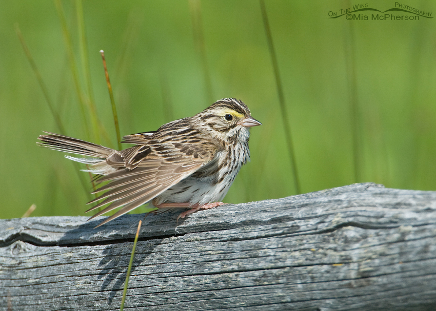 Savannah Sparrow wing stretch, Red Rock Lakes National Wildlife Refuge, Centennial Valley, Beaverhead County, Montana