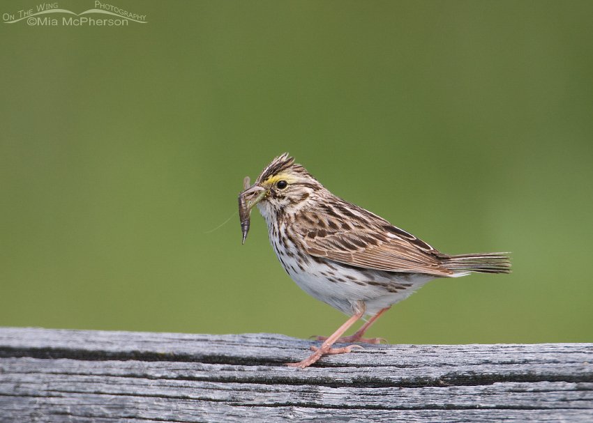 Savannah Sparrow with food, Red Rock Lakes National Wildlife Refuge, Centennial Valley, Beaverhead County, Montana