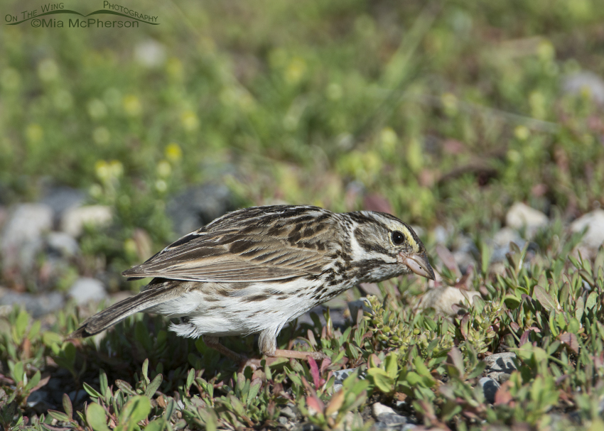 Savannah Sparrow foraging for prey, Red Rock Lakes National Wildlife Refuge, Centennial Valley, Beaverhead County, Montana
