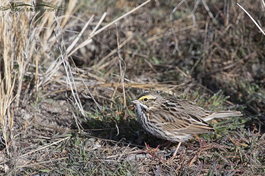 Late winter Savannah Sparrow on the ground, Bear River Migratory Bird Refuge, Box Elder County, Utah