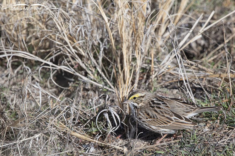 Savannah Sparrow foraging in late winter, Bear River Migratory Bird Refuge, Box Elder County, Utah