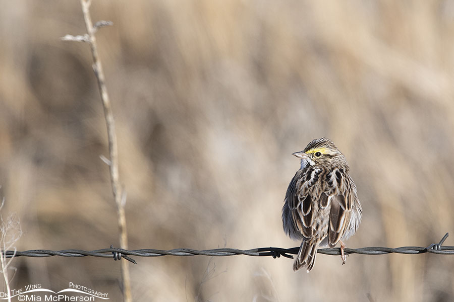 Perched late winter Savannah Sparrow, Bear River Migratory Bird Refuge, Box Elder County, Utah