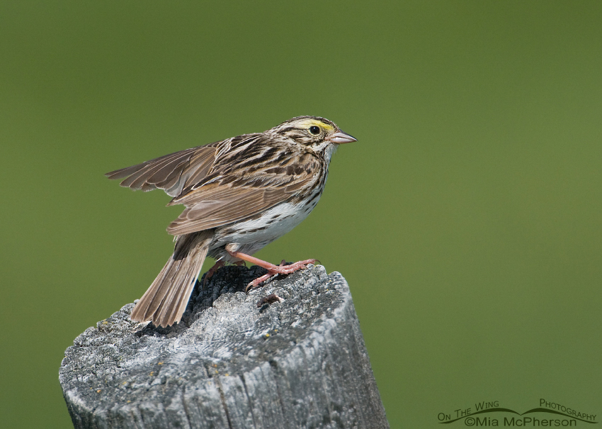 Savannah Sparrow fluttering its wings, Red Rock Lakes National Wildlife Refuge, Centennial Valley, Beaverhead County, Montana
