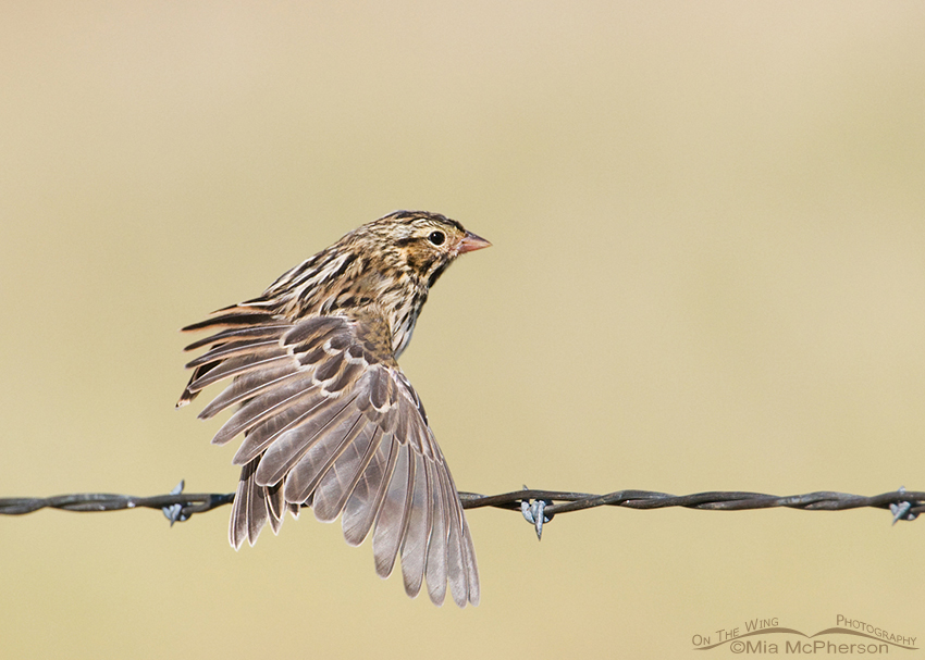 Savannah Sparrow stretching its wing, Glacier County, Montana