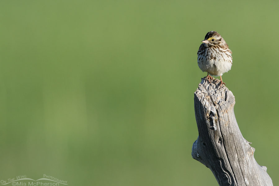 Savannah Sparrow in Summit County, Utah