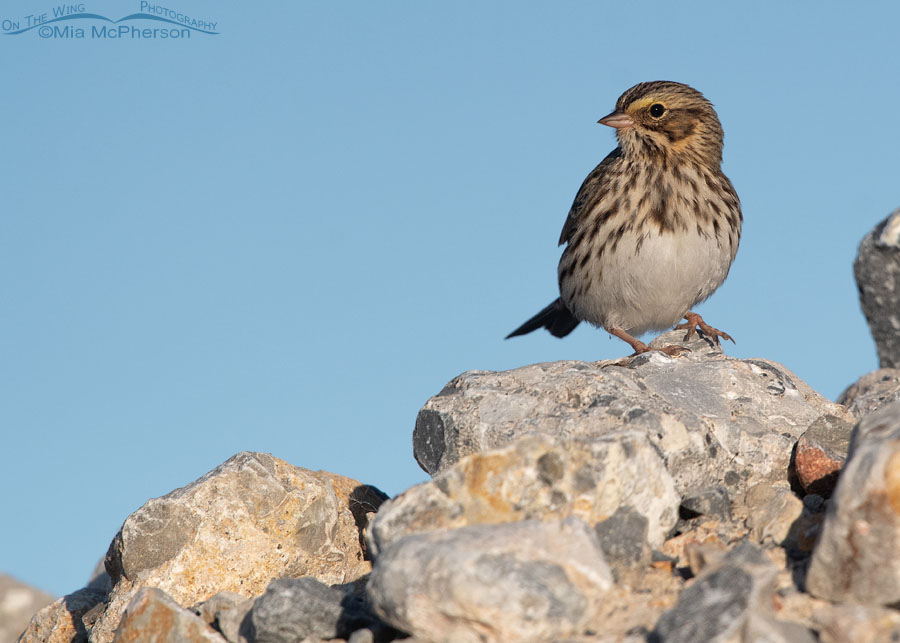 Savannah Sparrow on some rocks, Farmington Bay WMA, Davis County, Utah