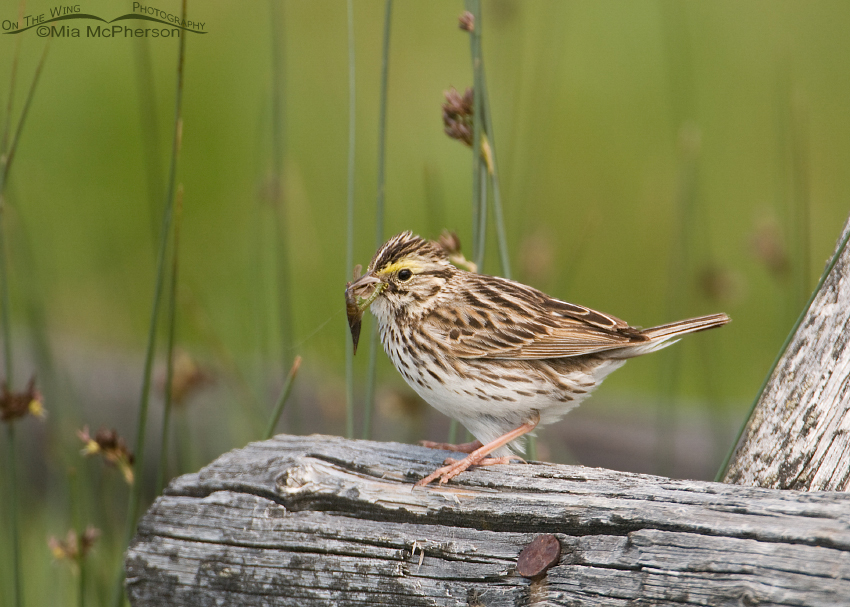 Savannah Sparrow with prey, Red Rock Lakes National Wildlife Refuge, Centennial Valley, Beaverhead County, Montana