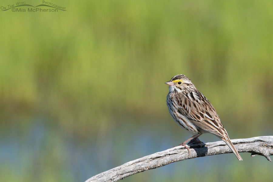 Perched Savannah Sparrow near a wetland, Bear River Migratory Bird Refuge, Box Elder County, Utah