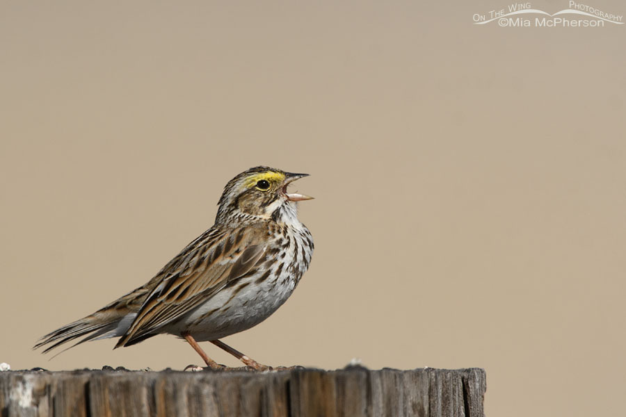 Singing Savannah Sparrow, Bear River Migratory Bird Refuge, Box Elder County, Utah