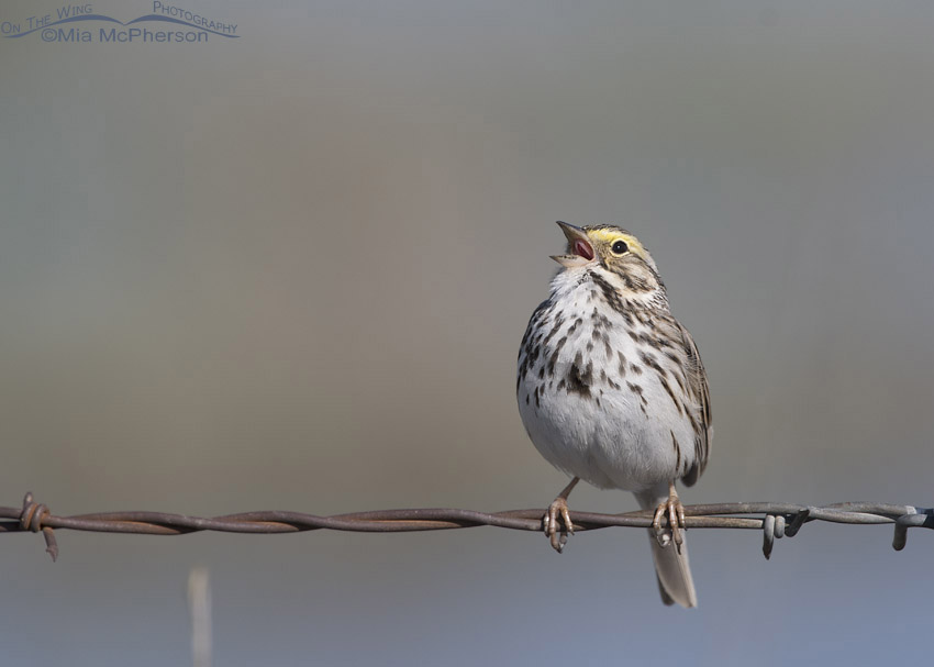 Savannah Sparrow singing at Bear River MBR, Box Elder County, Utah