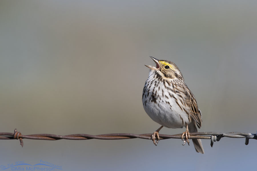 Savannah Sparrow singing next to a road, Bear River Migratory Bird Refuge, Box Elder County, Utah