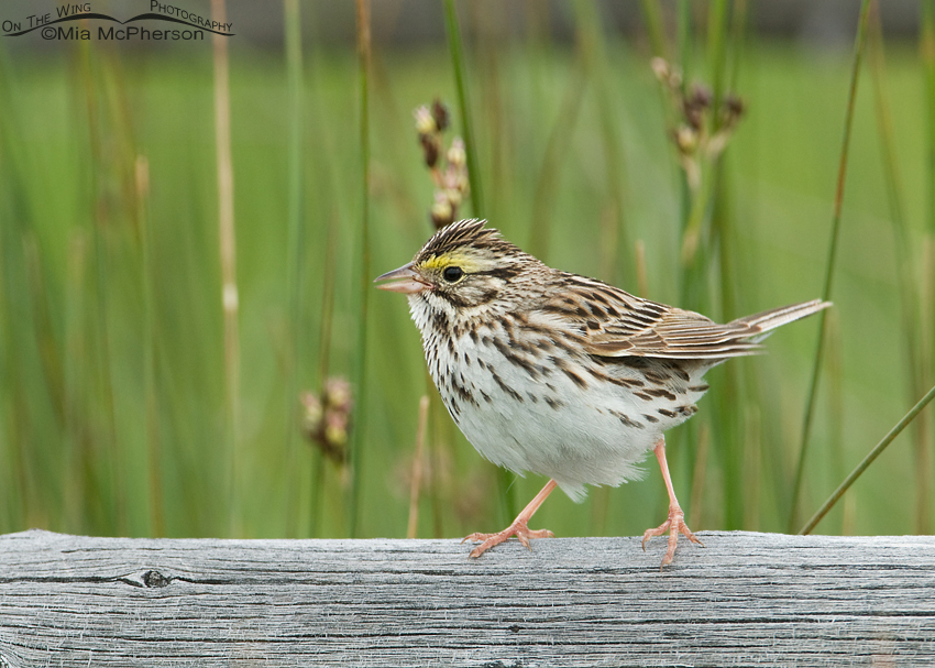 Savannah Sparrow singing on old fence rail, Red Rock Lakes National Wildlife Refuge, Centennial Valley, Beaverhead County, Montana