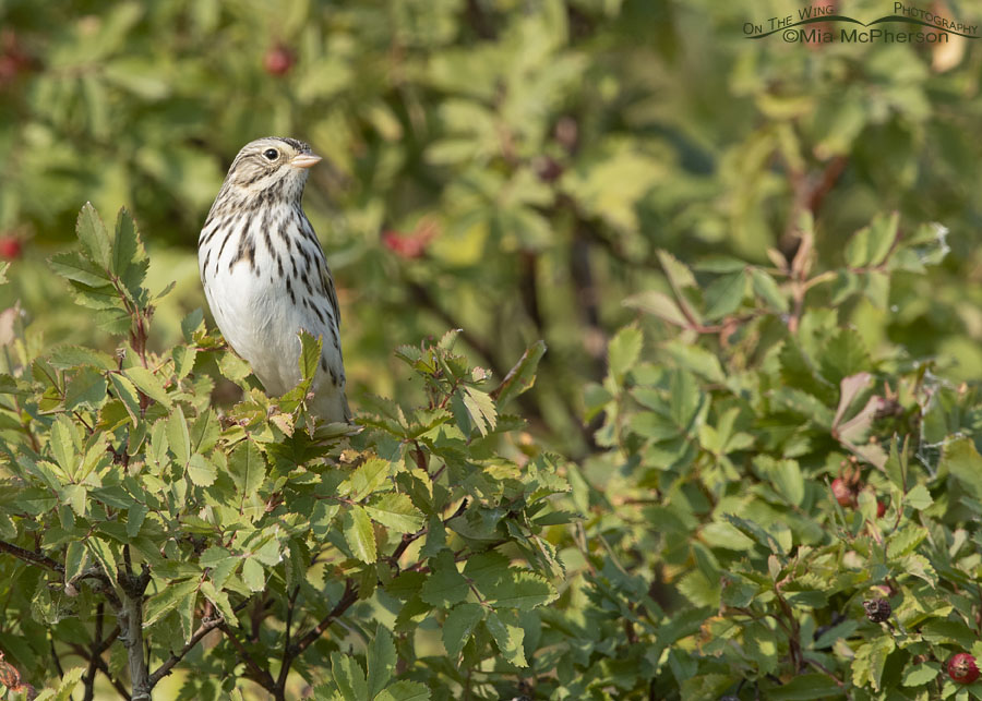 Perky Savannah Sparrow in a wild rose, Box Elder County, Utah