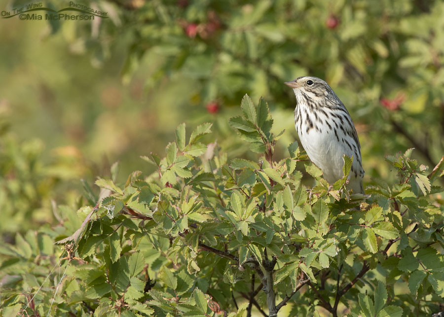 Savannah Sparrow adult perched in wild roses, Box Elder County, Utah