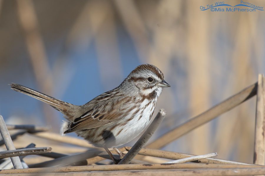 Late winter Song Sparrow, Salt Lake County, Utah