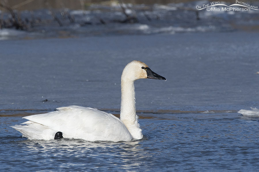 Tundra Swan with a tiny feather on its bill, Bear River Migratory Bird Refuge, Box Elder County, Utah