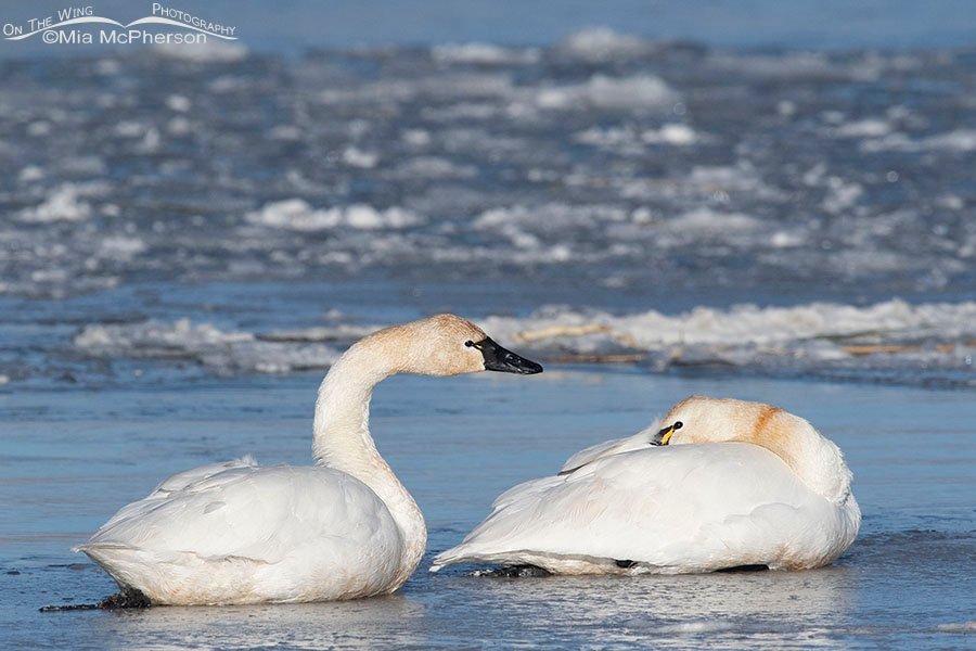 Tundra Swans resting side by side, Bear River Migratory Bird Refuge, Box Elder County, Utah
