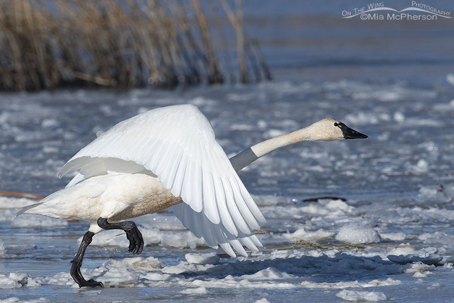 Adult Tundra Swan running on ice, Bear River Migratory Bird Refuge, Box Elder County, Utah