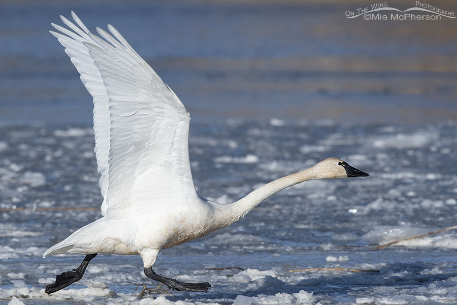 Running Tundra Swan with wings up, Bear River Migratory Bird Refuge, Box Elder County, Utah