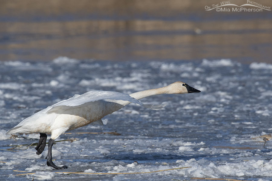 Tundra Swan running full speed to lift off, Bear River Migratory Bird Refuge, Box Elder County, Utah
