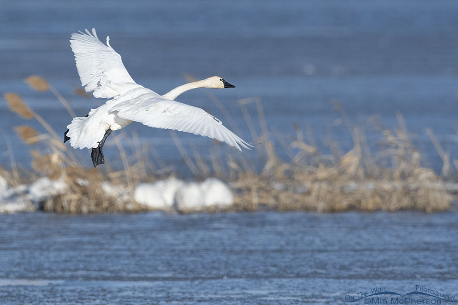 Tundra Swan adult a moment after lifting off from ice, Bear River Migratory Bird Refuge, Box Elder County, Utah