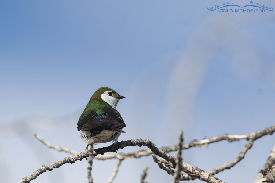 Violet-green Swallow adult back view, West Desert, Tooele County, Utah