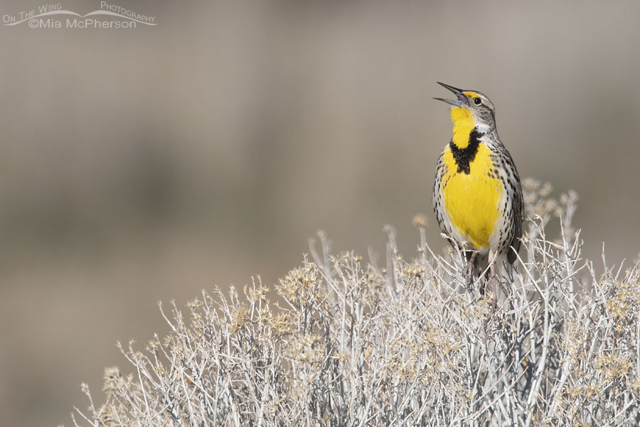 Western Meadowlark singing in spring, Antelope Island State Park, Davis County, Utah