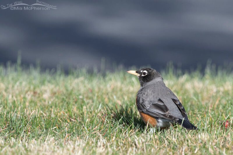 Adult American Robin back view – Mia McPherson's On The Wing Photography