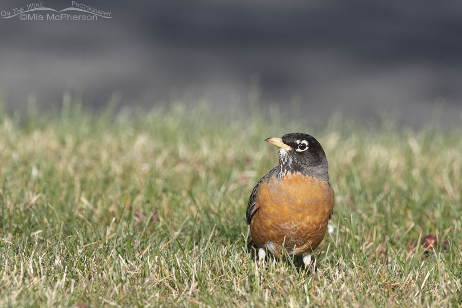 Spring American Robin adult, Salt Lake County, Utah