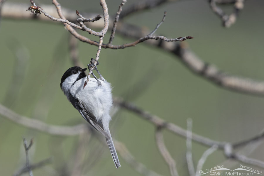 Black-capped Chickadee hanging onto a branch, Wasatch Mountains, Morgan County, Utah