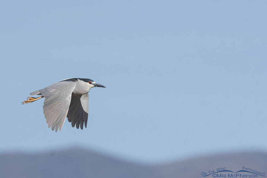 Spring Black-crowned Night Heron adult in flight, Bear River Migratory Bird Refuge, Box Elder County, Utah