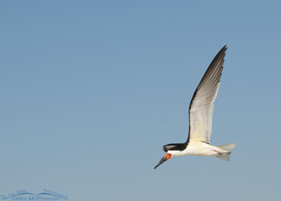 Adult Black Skimmer flying over the Gulf of Mexico, Fort De Soto County Park, Pinellas County, Florida