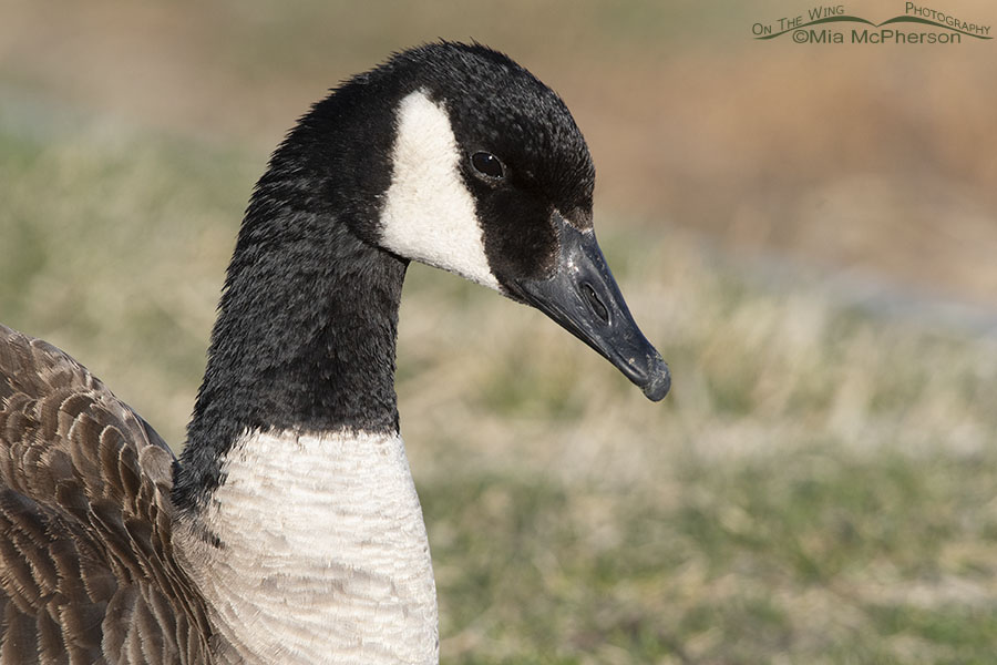 Spring Canada Goose portrait, Salt Lake County, Utah